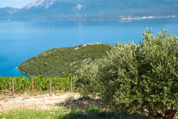 Olive tree and vineyard above the Adriatic coast