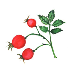 Bright rose hips on a branch with leaves. Watercolor autumnal floral element isolated on a white background. Hand-drawn red berries for decorating cards and posters.