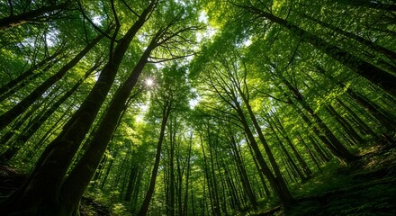 Lush green forest canopy with tall trees reaching towards the sky, creating a sense of depth and tranquility sunlight filters through the leaves
