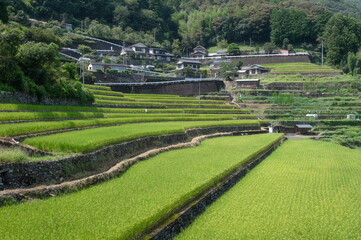 Kainokawa Rice Terraces in August in Kochi Prefecture, Shikoku, Japan