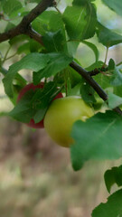 Close-up of green and red plums growing on a tree branch surrounded by fresh green leaves. Natural summer light, soft background blur, and organic atmosphere