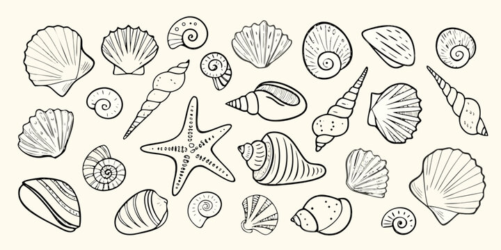 Collection of hand drawn seashells and starfish in outline style on a light background