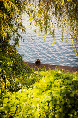 Peaceful Duck Resting by Ara Canal Park in Gyeyang-gu, Incheon, South Korea