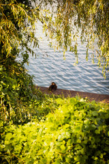 Peaceful Duck Resting by Ara Canal Park in Gyeyang-gu, Incheon, South Korea