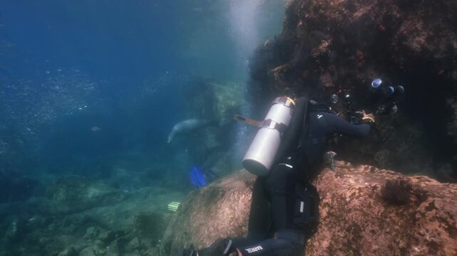 A sealion swims around a scuba diver, cinematic slow motion, high resolution, 4k, underwater