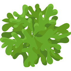 Top View of Green Leafy Plant with Irregular Shape Against White Background