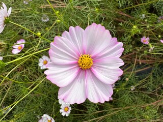 분홍색 코스모스