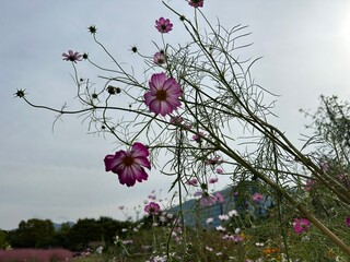 분홍색 코스모스