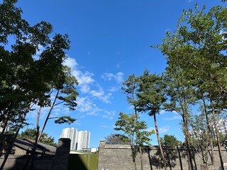 푸른하늘과 소나무