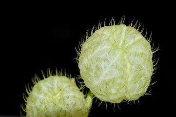 黒背景にフウセントウワタの２つの実