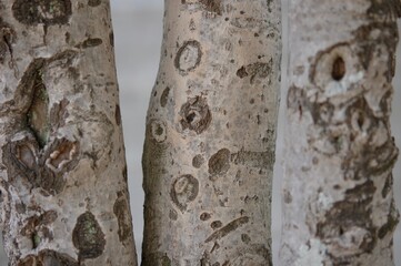 背景としての白っぽい樹皮の模様の木が3本