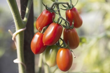 Ripe san marzano roma plum tomatoes growing on the vine in a garden with soft bokeh background