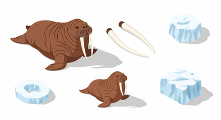 Isometric vector set of walruses, tusks, and ice elements.