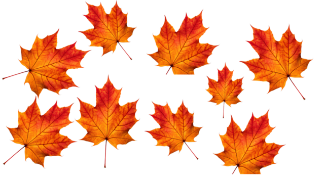 Nine autumn maple leaves scattered—orange and red on white, crisp, seasonal, and naturally dynamic. Transparent background.