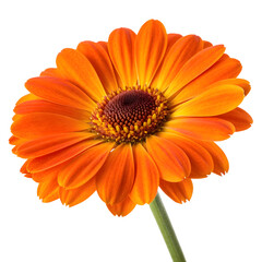 A vibrant orange helenium flower blooms fully 