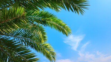 Fototapeta premium Vibrant green fronds of a tropical plant extend across a clear blue sky with wispy clouds