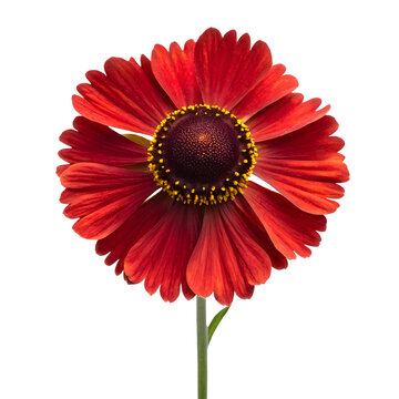 A vibrant red helenium with a dark center and yellow stamen blooms beautifully