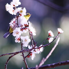 満開の梅の花とメジロ