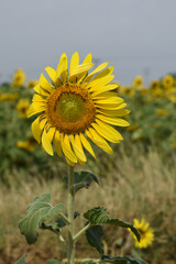 Fototapeta premium Closeup of a sunflower growing in a field of sunflowers during a nice sunny summer day, Sunflower natural background. flower blooming, Beautiful field of blooming sunflowers, Chakwal, Punjab, Pakistan