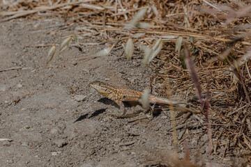 Lizard