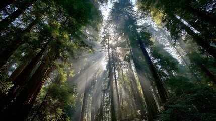 Tall, ancient trees create dramatic sunbeams piercing through a dense canopy overhead