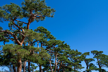 The pine trees of Goryokaku Park stretching into the northern sky