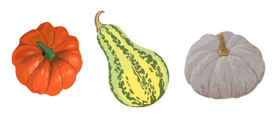 Set of different pumpkins, orange, green turban squash, gray isolated on transparent background. Autumn harvest, fall decor, and seasonal vegetable design. Vector realistic illustration