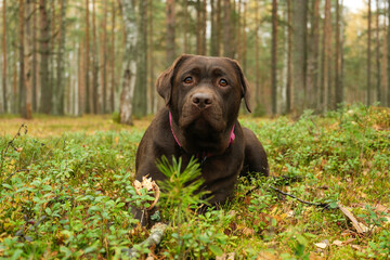 Chocolate labrador dog resting in a green forest undergrowth