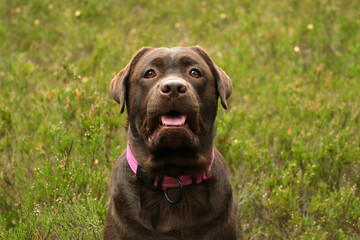 Fototapeta premium Chocolate labrador dog looking up wearing pink collar