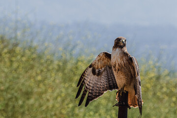 Hawk