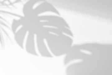 Monstera Leaves Shadow Overlays