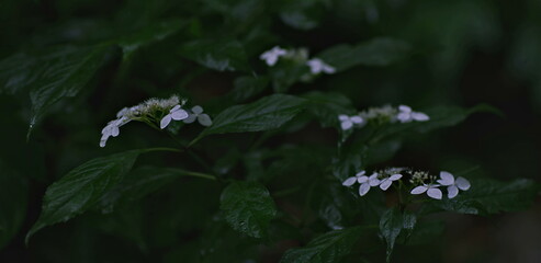 Delicate white flowers emerge from dark green foliage