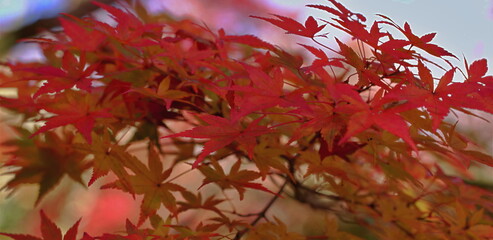Vibrant red maple leaves glow warmly against a soft, diffused autumn.