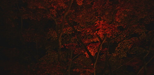 Crimson maple leaves glow vibrantly in the deep darkness