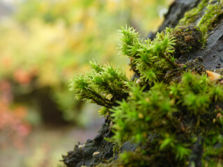 Vibrant Green Moss Against Soft Autumn Bokeh