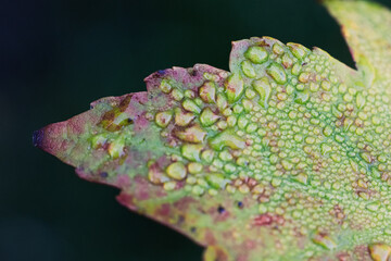 Water Dew Drops on Leaf