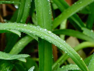 Fresh Morning Dew Drops on Vibrant Green Leaves