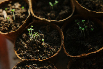 Green seedlings in brown eco pots
