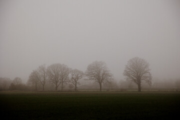 Bare trees in fog over a quiet rural field