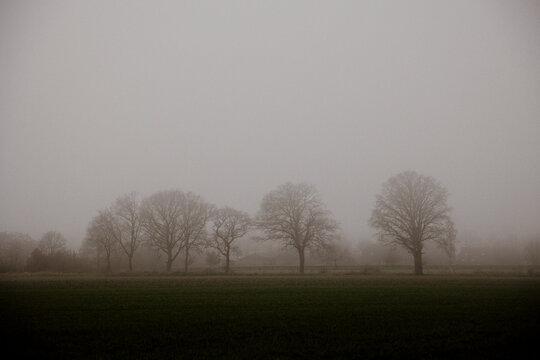 Bare trees in fog over a quiet rural field - Powered by Adobe