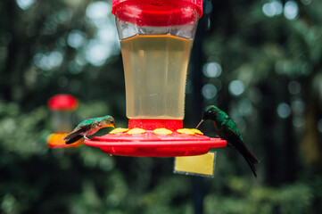Fototapeta premium Two Hummingbirds Feeding from a Feeder in the Monteverde Cloud Forest