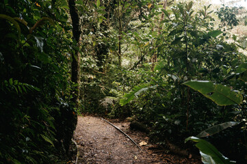 Muddy Jungle Trail Winding Through the Monteverde Cloud Forest