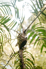 Tropical Tree Fern Frond Unfurling, Monteverde Cloud Forest