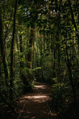 Jungle Hiking Trail in the Monteverde Cloud Forest, Costa Rica