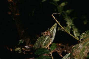 Butterfly Resting on a Leaf in the Monteverde Cloud Forest, Costa Rica