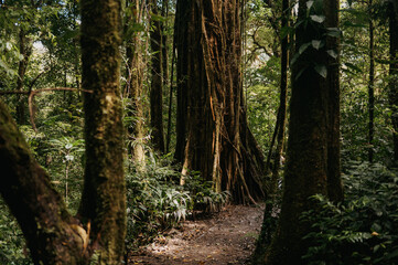 Massive Strangler Fig Tree in the Monteverde Cloud Forest