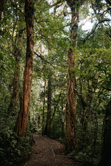 Path Through the Dense Cloud Forest in Monteverde