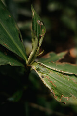 Glass Frog Resting on Leaf in the Monteverde Cloud Forest, Costa Rica