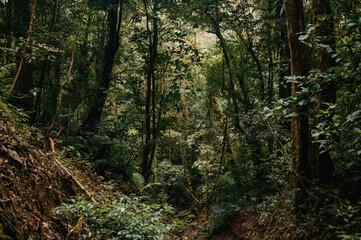 Untouched Jungle Interior in the Monteverde Cloud Forest, Costa Rica