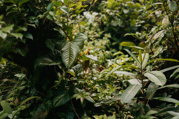Tropical Jungle Foliage in the Monteverde Cloud Forest, Costa Rica